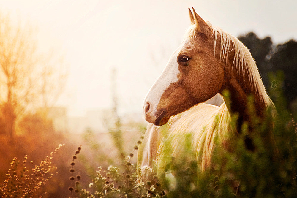 Equine